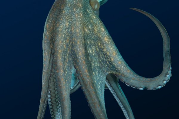 Kraken ссылка зеркало официальный